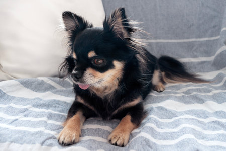 Cute black chihuahua dog on the couch. Funny with a tongue petの写真素材
