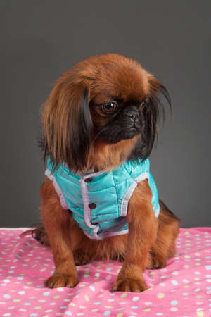 Portrait of Pekingese dog with light blue dress on pink blanket on gray background.の写真素材