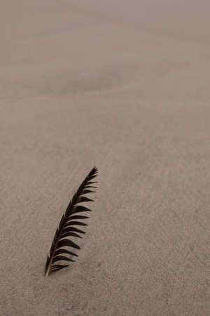Feather on the sand at the beach.の写真素材