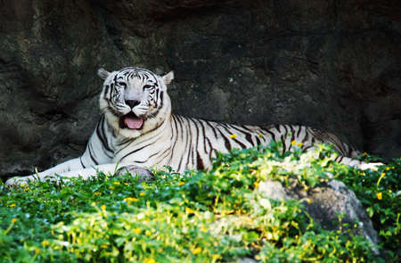 White tiger in zooの素材