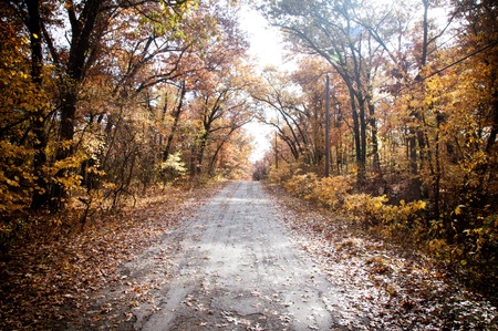 Autumn fall road surrounded by red and yellow leave trees