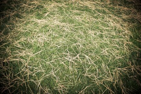 Shallow focus green grass to be used as background or textureの写真素材