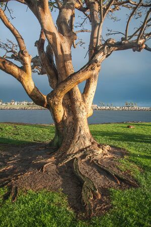 Old tree trunk by the coast in Californiaの写真素材