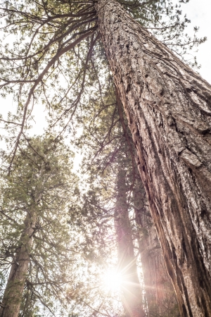 Giant Tree Trunk at the Sequoia National Park in Californiaの写真素材