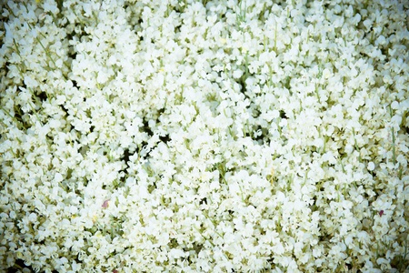White flowers to be used as background or texture