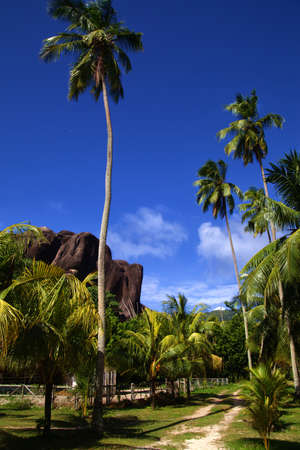 Two tracked road under towering palms leads to the seashore in a tropical paradiseの写真素材