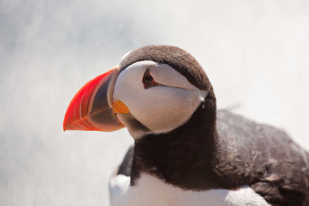 A Puffin was sitting on the edge of a cliffの写真素材