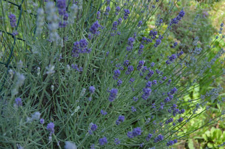 Lavender on the fenceの写真素材
