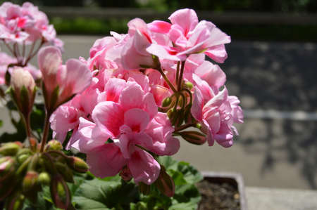 Geranium in the Black Forestの写真素材