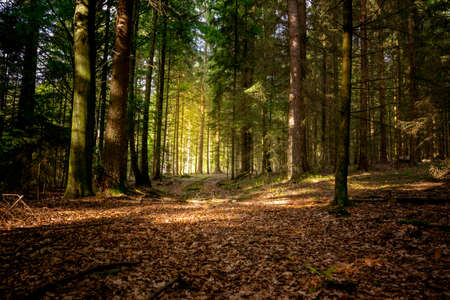 Leaves with sunlight and sunrays in the autumn in the bavarian forestの写真素材