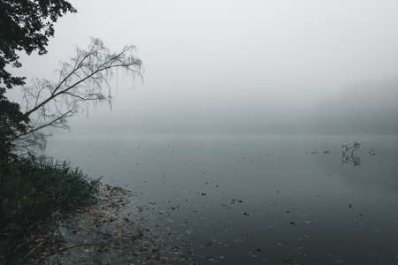 Lake with fog in the autumn with trees and a forest near the sea in the bavarian forestの写真素材