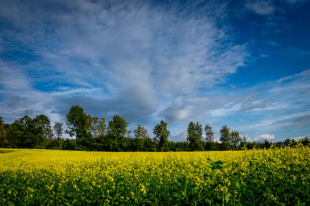 Rape Field with much yellow rapes in the bavarian forest and clouds on the skyの写真素材