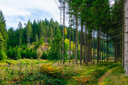 Trees with orange and green leaves in the bavarian forestの写真素材