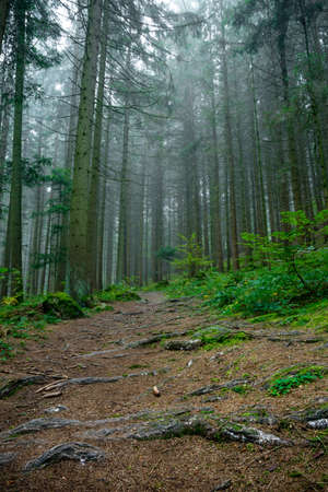 Path in a forest with fog in the background between the trees and misty weather in the bavarian forest in the autumnの写真素材