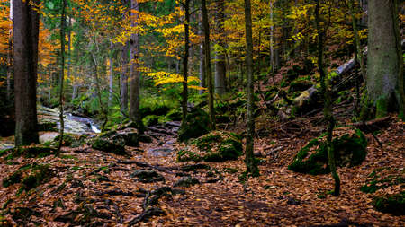 Much rocks in front of with orange leaves on the wet rocks and moss on the stones in the bavarian forestの写真素材
