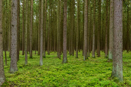 Forest with much trees and moss on the ground in the bavarian forestの写真素材