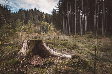 Stump tree with field and trees in the bavarian forest