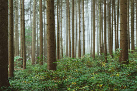 Forest with fog in the background between the trees and misty weather in the bavarian forest in the...