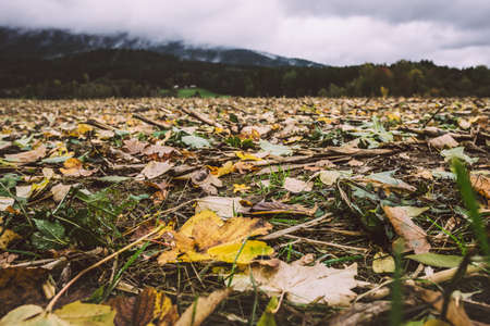 Leaves in the autumn in front of and mountains with fog in the background in the bavarian forestの写真素材