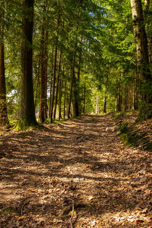 Path in the forest wit sun in the bavarian forest on a sunny dayの写真素材