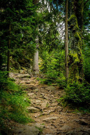 Path with root in the bavarian forestの写真素材