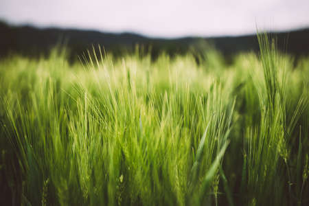 Closeup from a green wheat on a field in the summer in the bavarian forestの写真素材