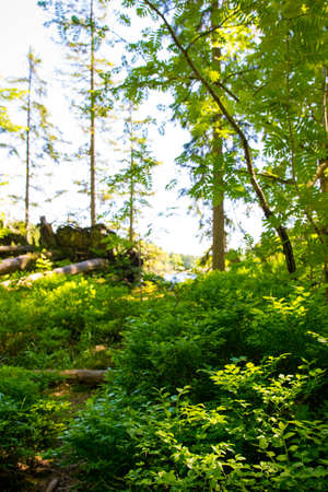 Green trees in the bavarian forestの写真素材