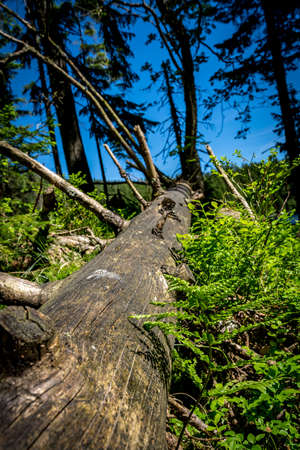 Lying tree in the bavarian forestの写真素材