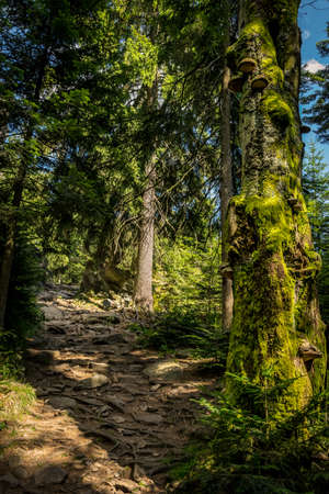 Path with root in the bavarian forestの写真素材