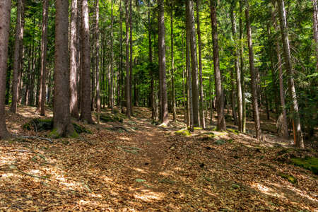 Forest with leaf and SUnrays in the bavarian forestの写真素材