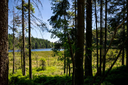 Green Landscape with trees and a field in front of a lake in the bavarian forestの写真素材