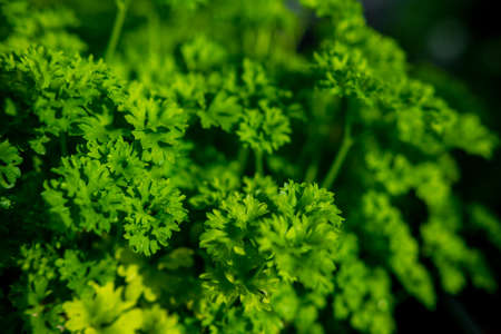 Green Parsleyの写真素材