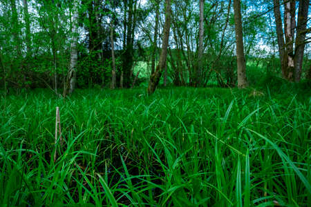 Green grass in the bavarian forest with treesの写真素材