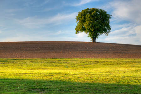Loneley tree in the autumn with fields in front of and clouds on the sky in the bavarian forestの写真素材