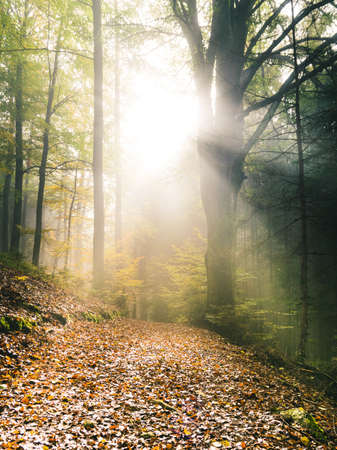 Path through the forest with fog in tue autumn with sun on the sky in the bavarin forestの写真素材