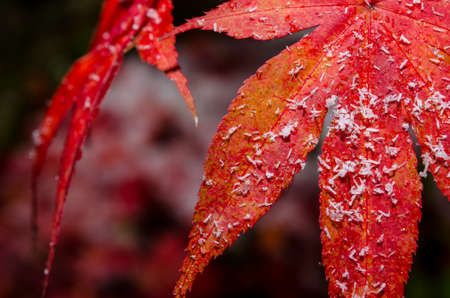 Red leaf with snowの写真素材