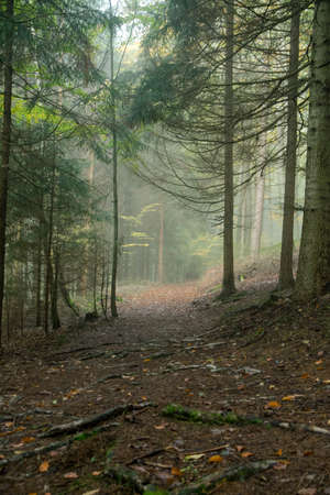 Path through the forest with fog in the bavarian forestの写真素材