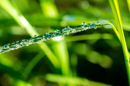 Green grass with dew and waterdrops on the grassの写真素材