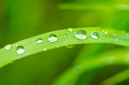 Green grass with dew and waterdrops on the grassの写真素材