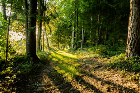 Sun between trees on a path in the bavarian forestの写真素材