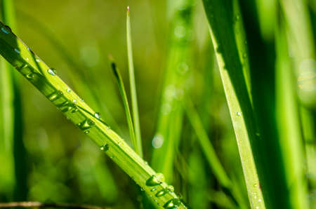 Green grass with dew and waterdrops on the grassの写真素材