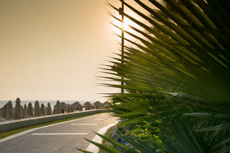 Palm tree with sunsetの写真素材