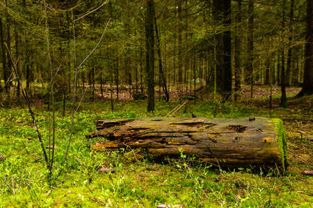 Lying tree in the forestの写真素材