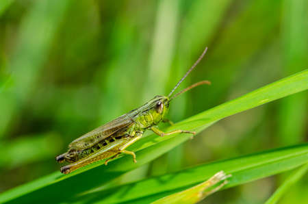 grasshopper on a grassの写真素材