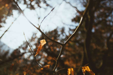 Single Leaf in the autumun in the bavarian forestの写真素材