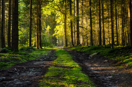 Path through the forest with green trees in the bavarian forest and sun between the woodの写真素材