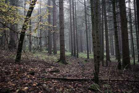 Fog in between the trees in the bavarian forestの写真素材