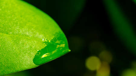 Green leaf with waterdropの写真素材