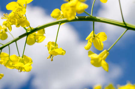 Yellow Rape field with clouds on the skyの写真素材