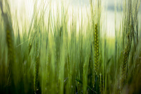 Closeup from a green wheat on a field in the summer in the bavarian forestの写真素材